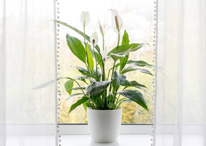 Purifying Plants to Detox Your Home