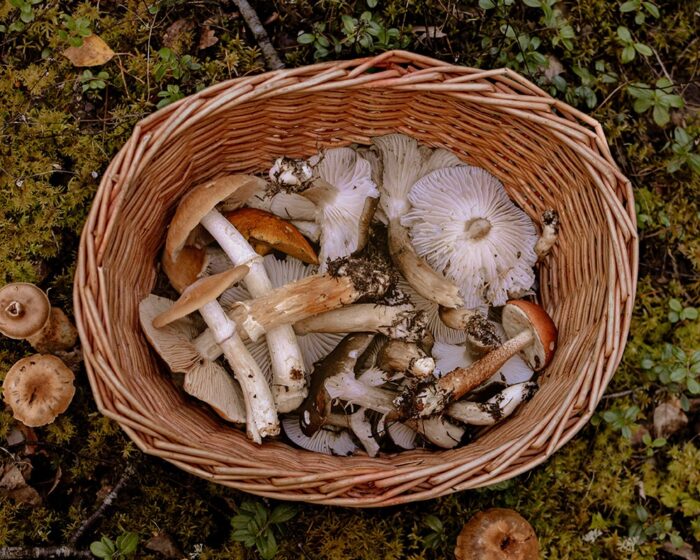 Protein Packed Meat Substitutes