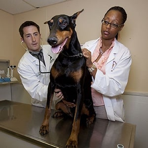 veterinarian